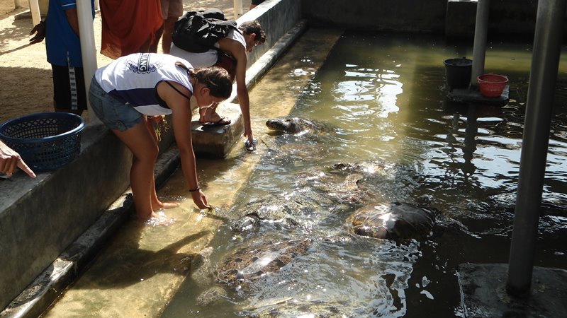 Visit turtle conservation in Tanjung Benoa.